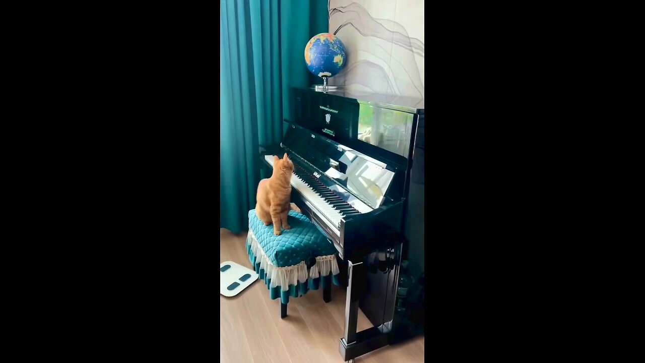 🎹🎼🎸🎺👌😂🐈