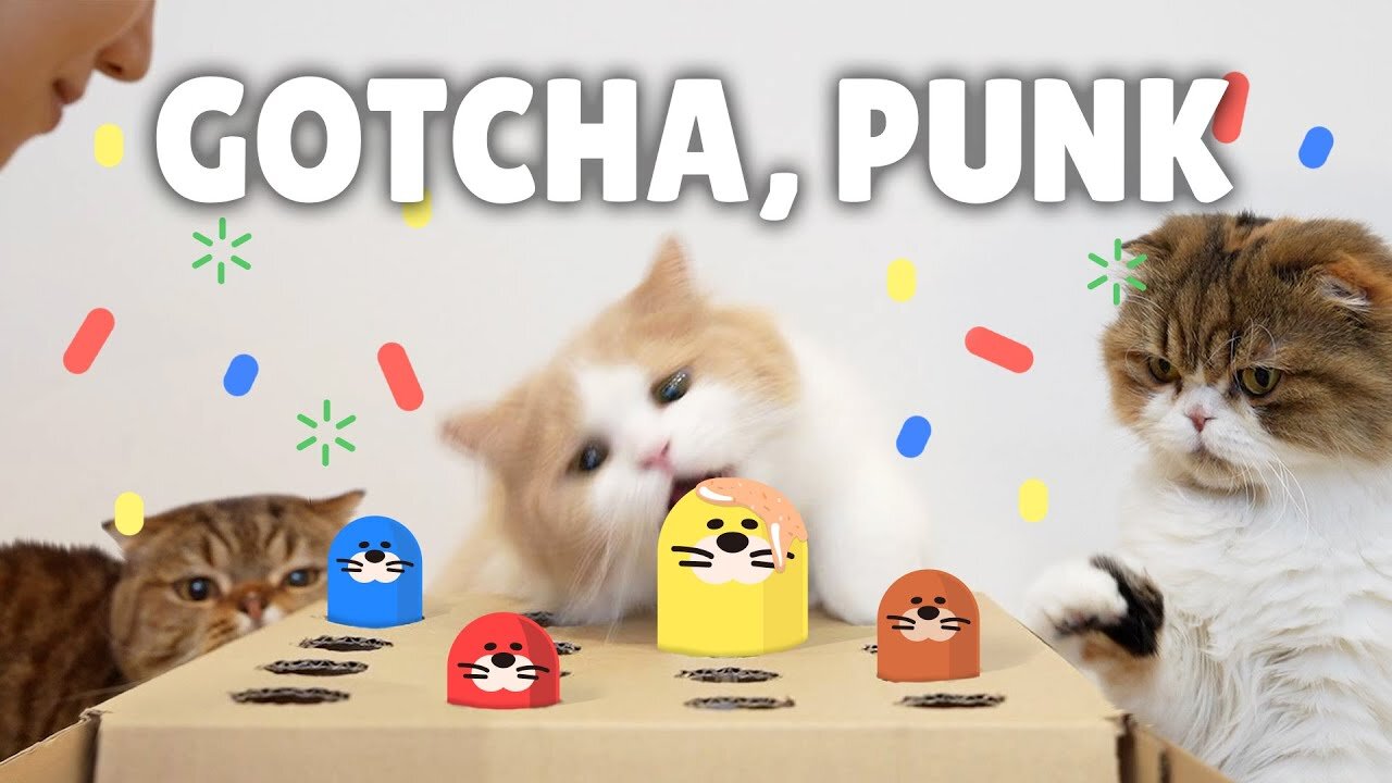 Latest Funny Cat Whack-a-Mole Challenge