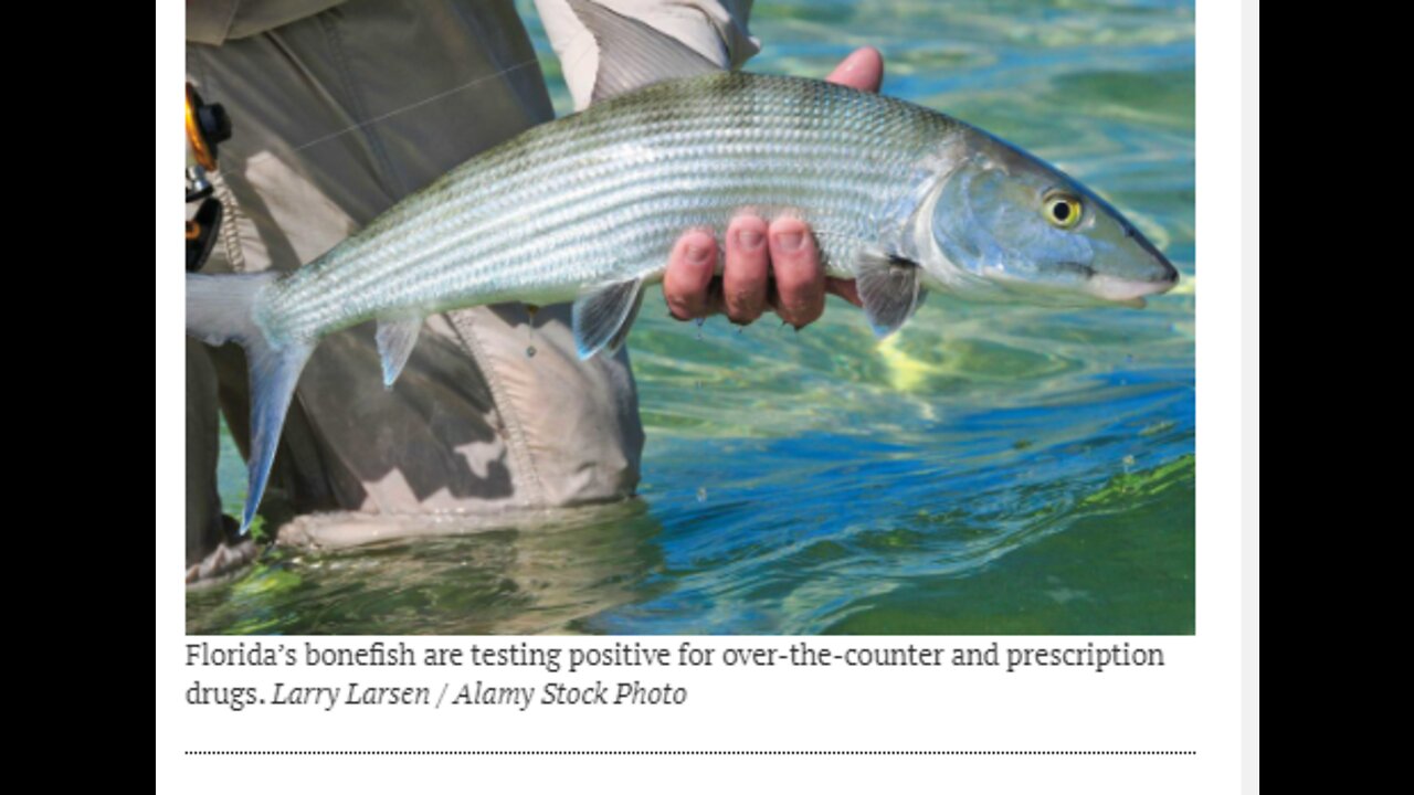 FLORIDA FISH TEST POSITIVE FOR DRUGS - PRESCRIPTIONS & OVER THE COUNTER