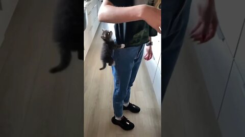 #shorts Смешные Коты Из Тик Тока 150 Funny Cats From Tiktok