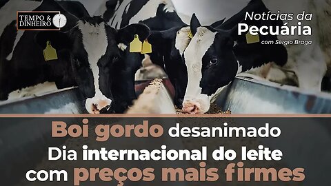 Boi gordo desanimado no começo de junho . Dia internacional do leite com preços mais firmes no spot.