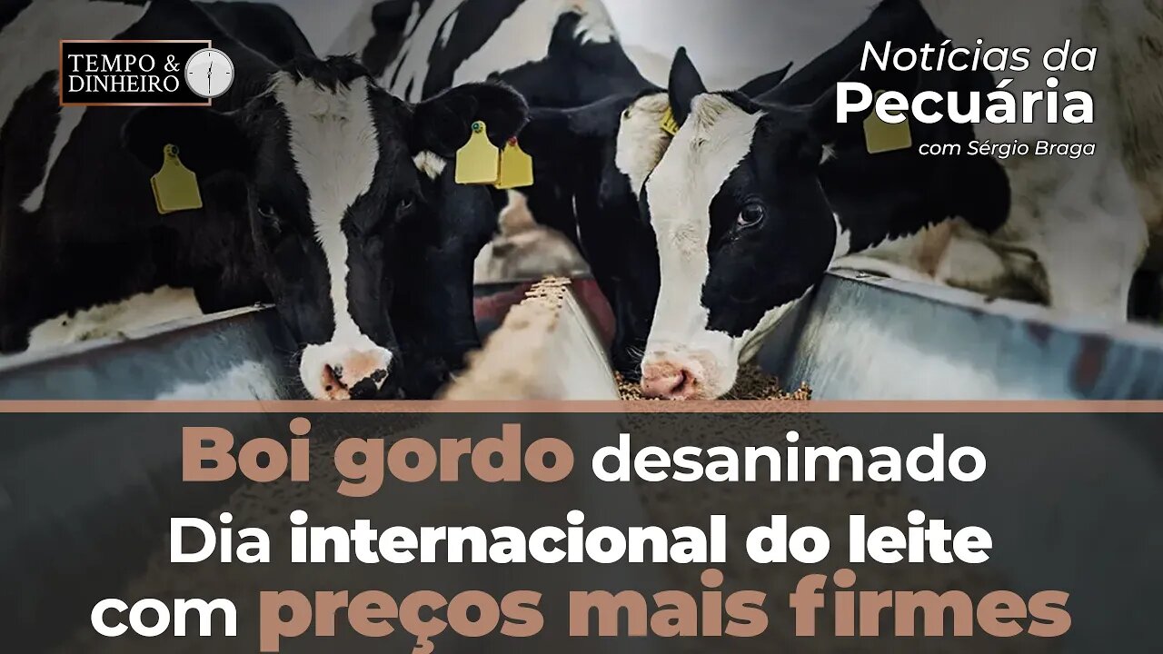 Boi gordo desanimado no começo de junho . Dia internacional do leite com preços mais firmes no spot.