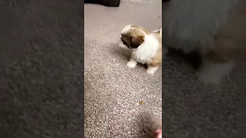 cute Doggy!! #shorts #short #cute #pets #dog