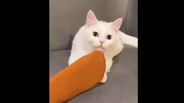 Funny Cats and Dogs Videos 😂 #3 - Best Funniest Animal Videos 2024