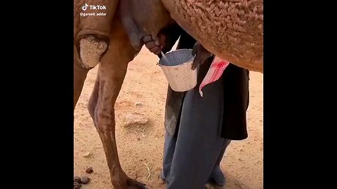 camel milk 🥛