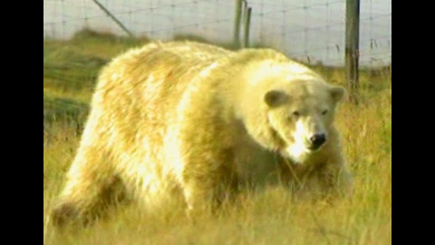 Depressed Polar Bear Gets New Home