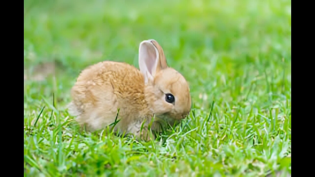 Cute baby animals Videos Compilation cute moment of the animals - Cutest Animals On Earth #57
