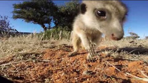 Animali curiosoni e ladri di telecamere!