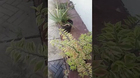 Plant. #shorts