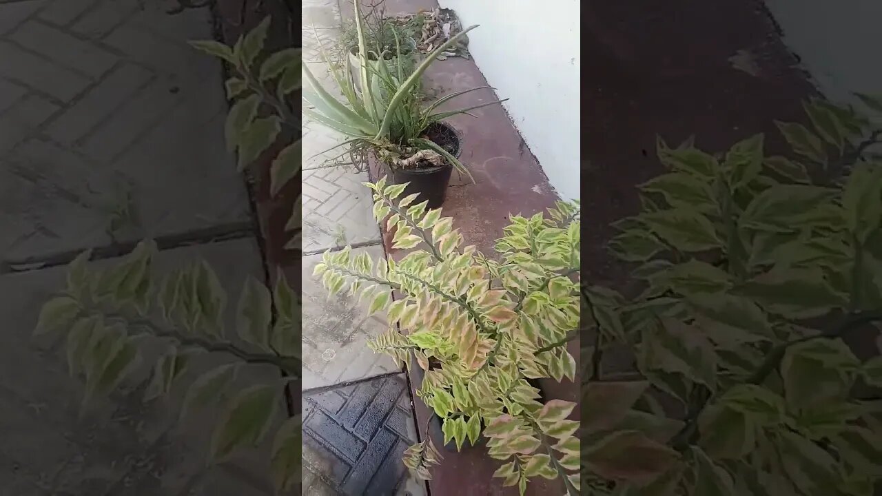 Plant. #shorts