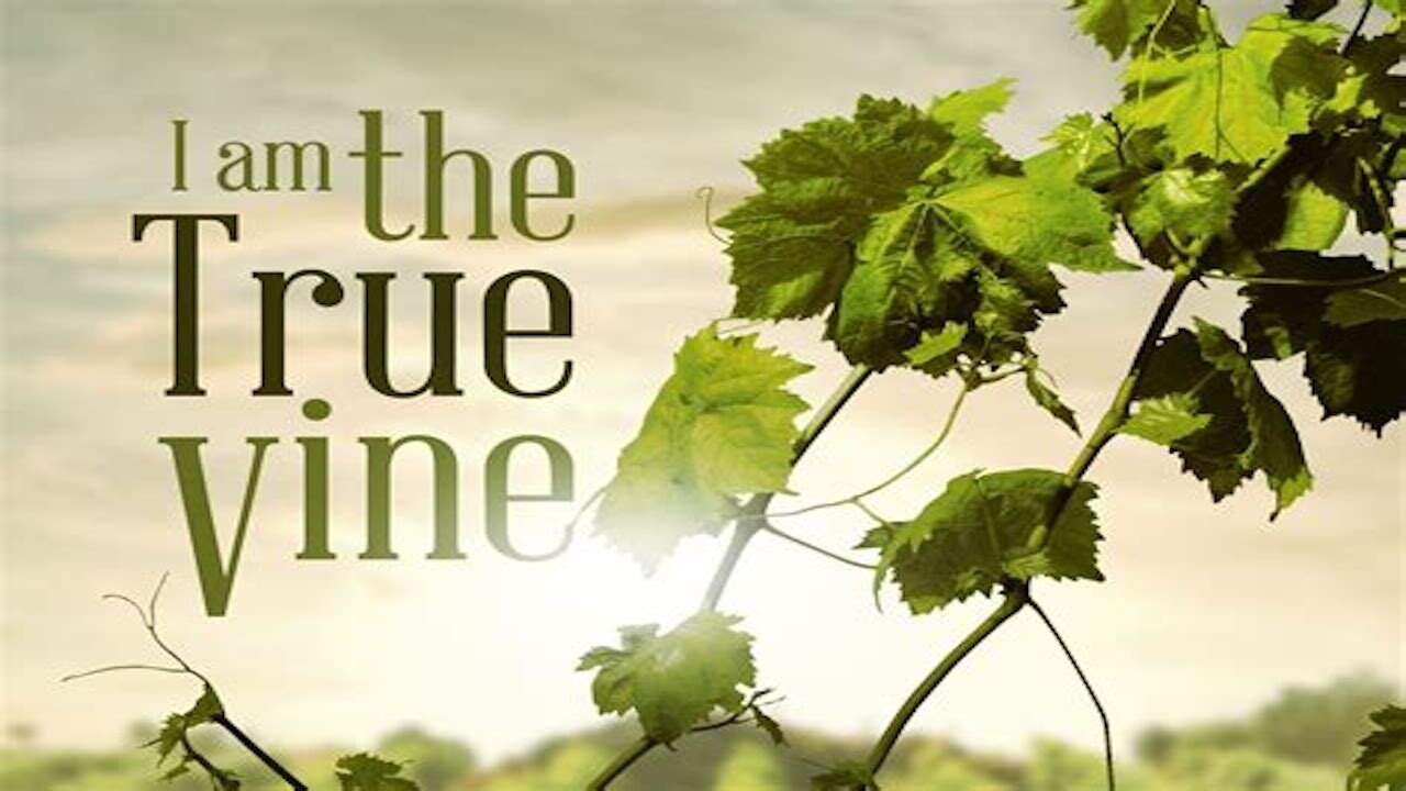 The Church Today Is Not The True Vine ONLY Jesus Is