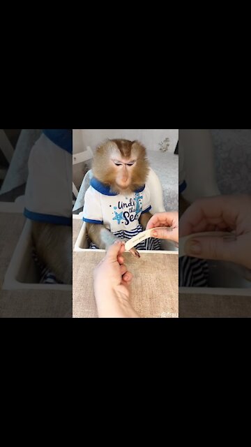 Cute Monkey lifestyle living at home and anywhere #short #cute #funny