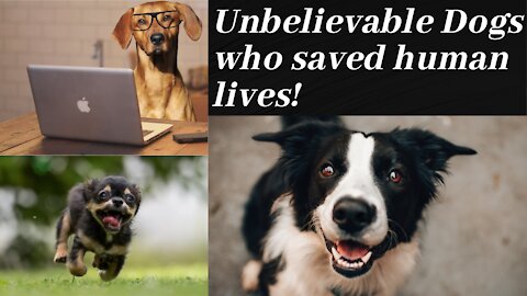 Extraordinary Dogs that Saved Owner Lives compilation