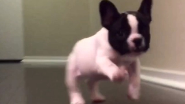 Happy Puppy Comes Running in Slow Motion