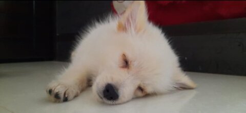 cute puppy ever seen !😊💖 ! funny & cute !