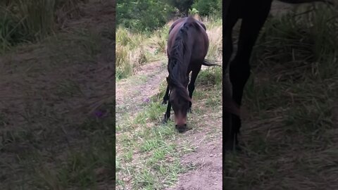Beautiful Arab pony grazes near us up the mountain