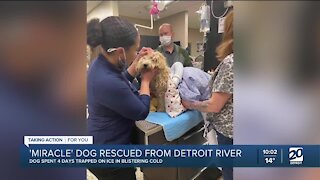 Dog rescued from the Detroit River