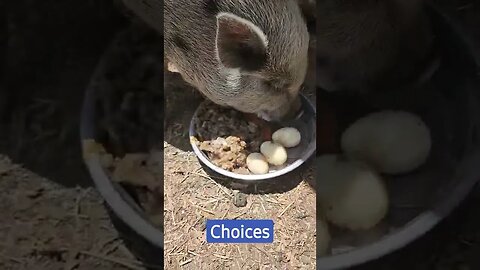 What to eat? #choices #minipig #pigsofinstagram