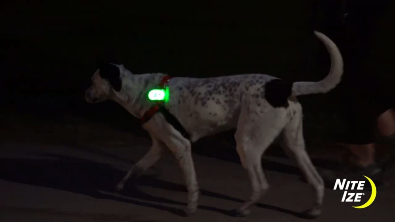 Use This LagLit for your Puppy