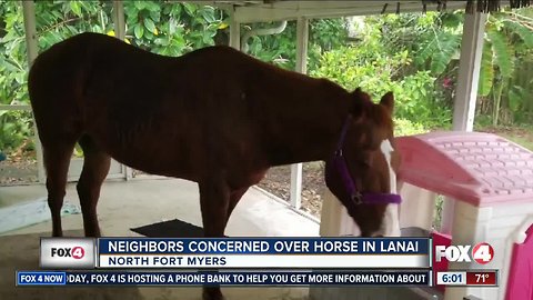 Neighors concerned about a horse in a Lanai