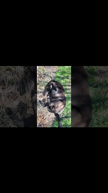 #Labrador loves the feeling of spring on his knee. #ACL recovery. #Shorts #Shortsvideo