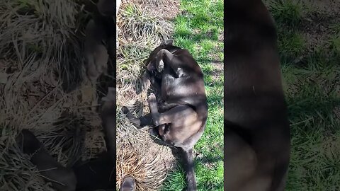 #Labrador loves the feeling of spring on his knee. #ACL recovery. #Shorts #Shortsvideo