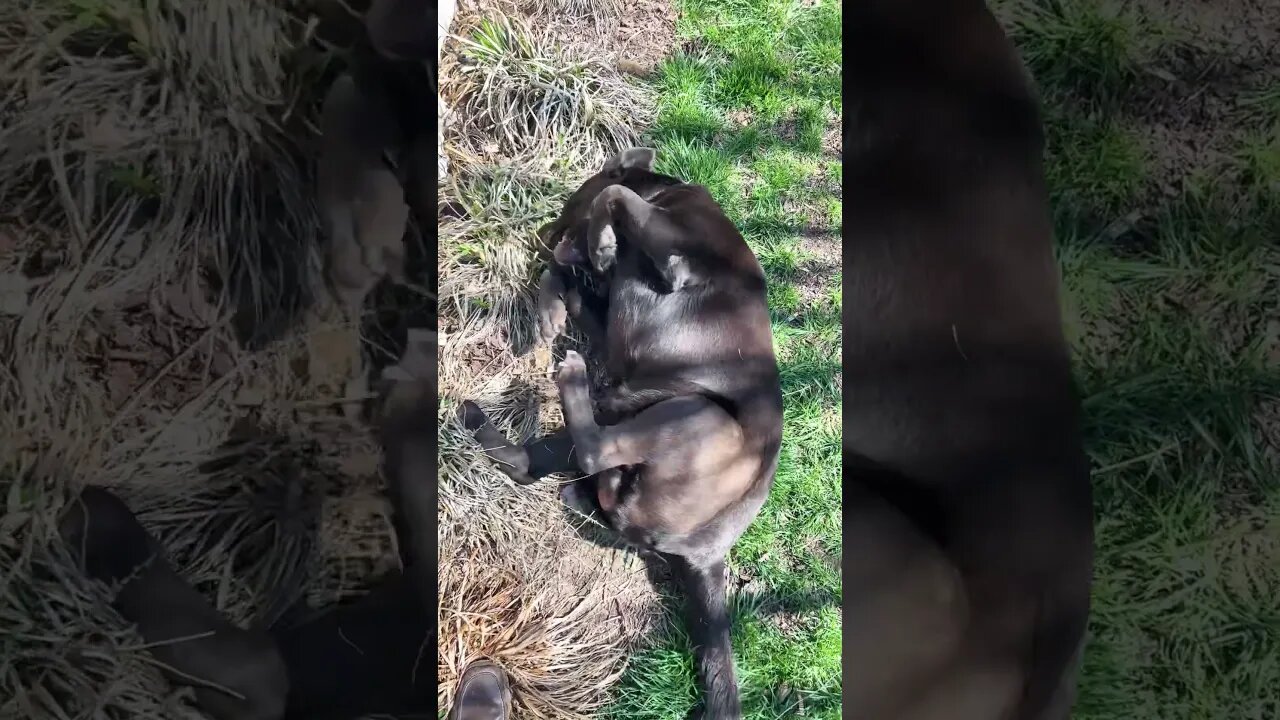 #Labrador loves the feeling of spring on his knee. #ACL recovery. #Shorts #Shortsvideo