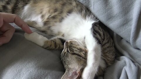 My Whiskers Move when I Dream