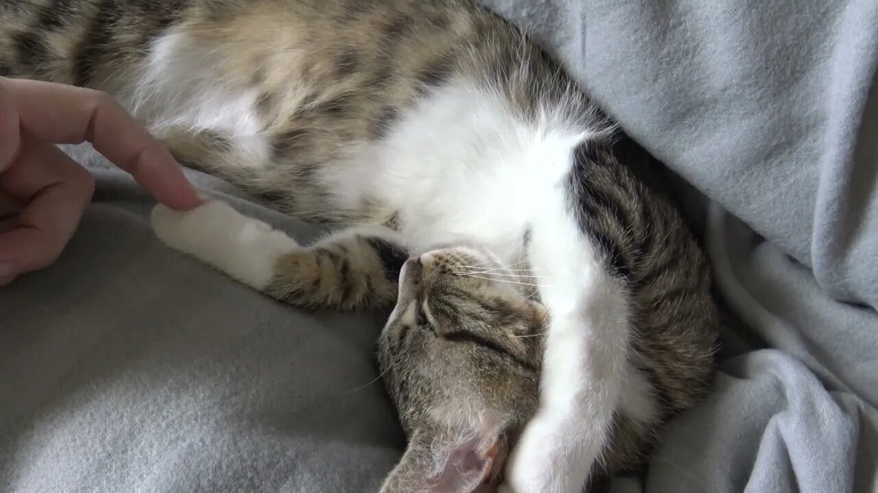 My Whiskers Move when I Dream