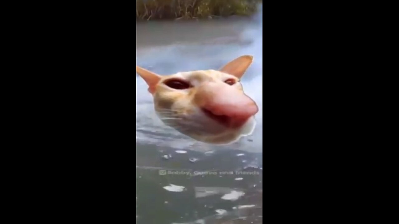 COMEDY VIDEO TRY TO NOT LAUNCH