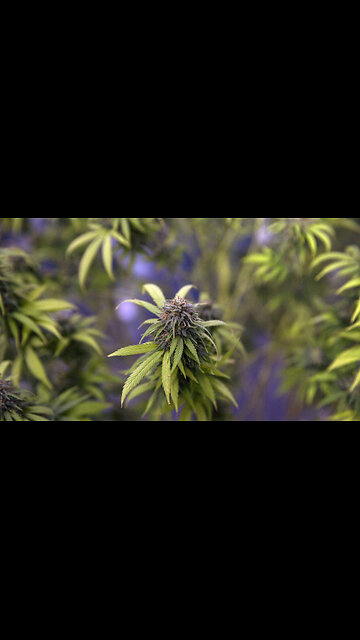 Hemp instead of Plastic, This Makes 100% Sense!!!