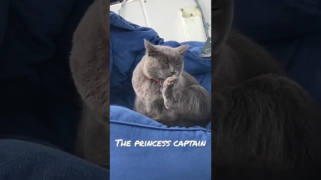 Cat captain on our boat 고양이 캡틴