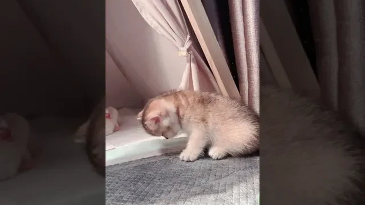 PLAYING CAT VIDEO MEAWWW