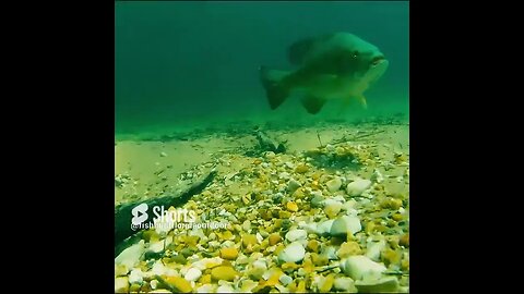 a look at a smallmouth bed