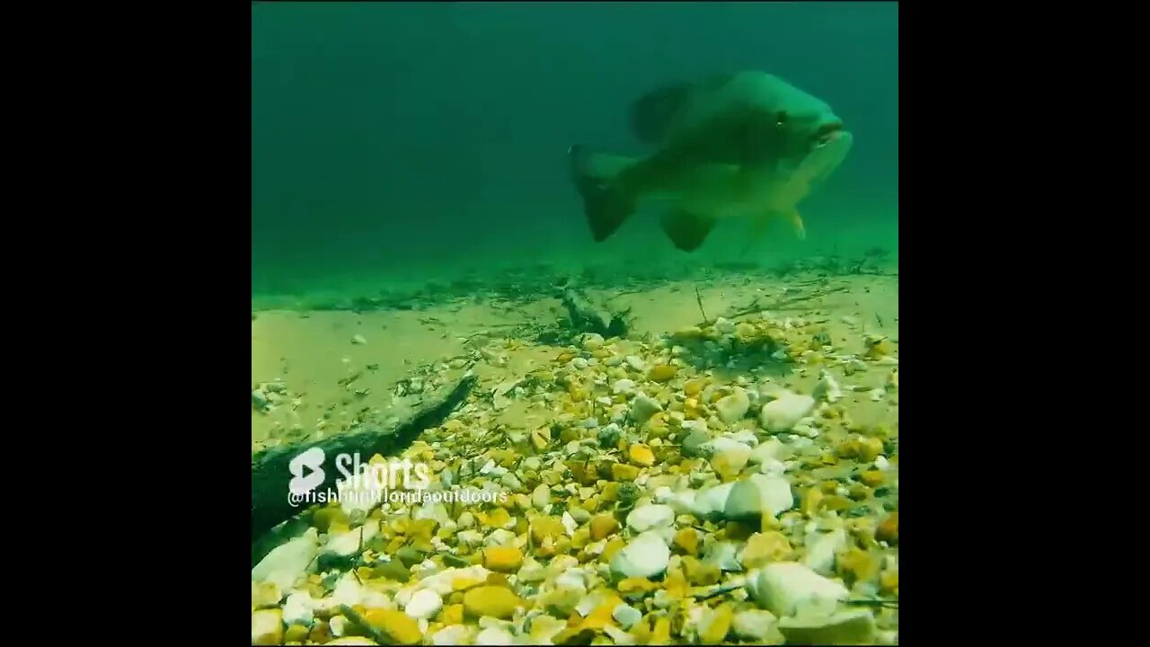 a look at a smallmouth bed