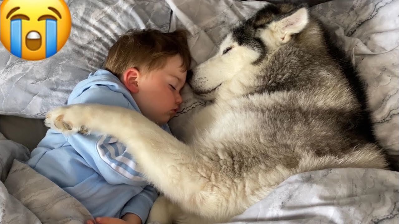 Husky Refuses To Get Out Of Babies Bed Then Falls Asleep Cuddling Him!! [CUTEST VIDEO EVER!]