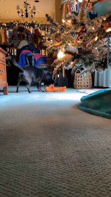 Derby claims his Christmas Present