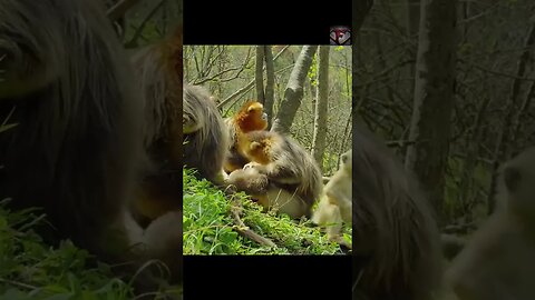 The Golden Snub Nosed Monkey Facts #shorts #amazingfacts #animals #monkey