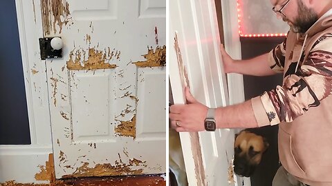 Mischievous Mastiff completely destroys door at home