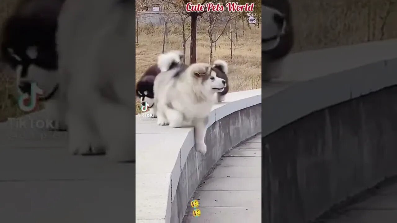 funny pets video #tiktok #funny #shorts #cutedog