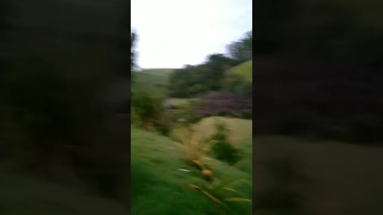 Pássaros cantando na natureza