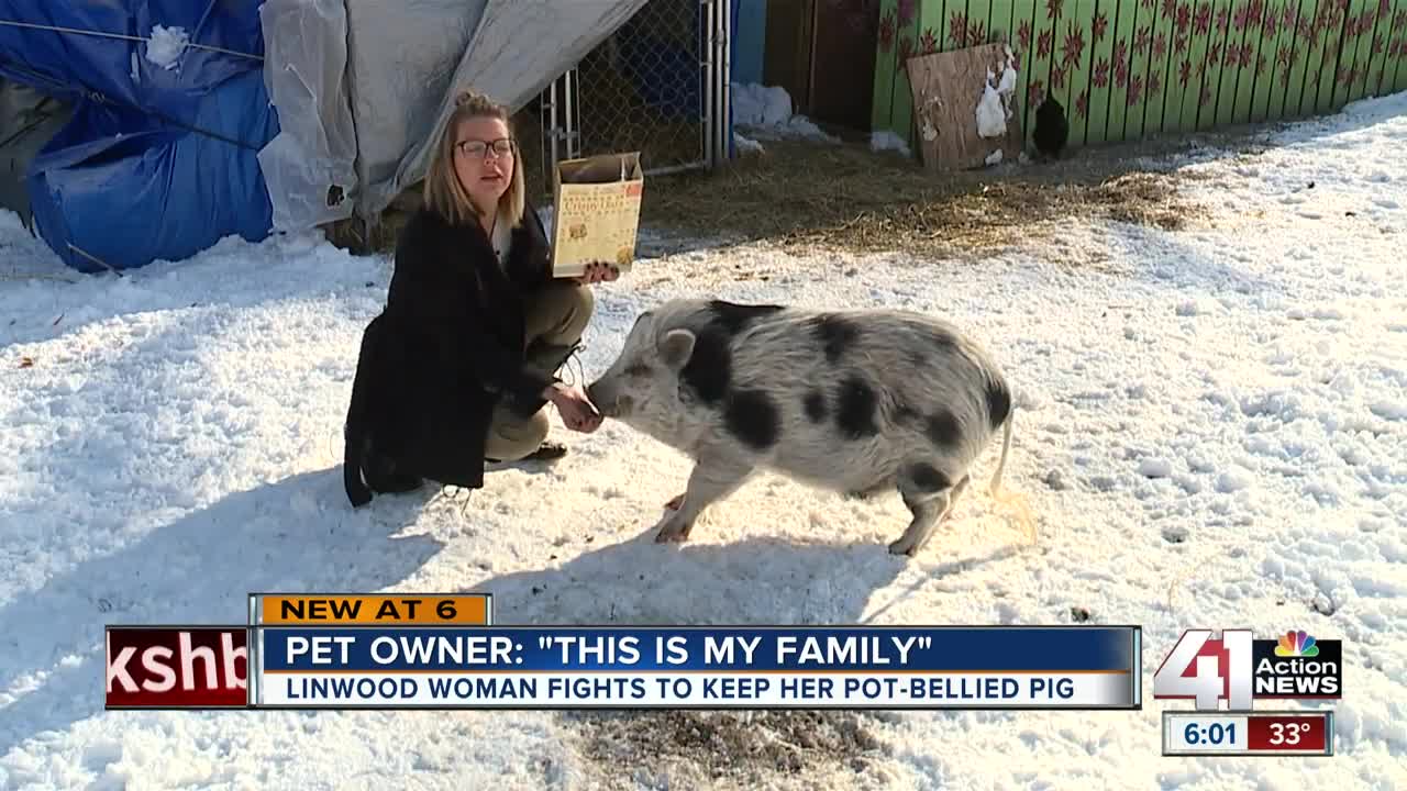 Woman fighting with city of Linwood to keep pot-bellied pig as pet