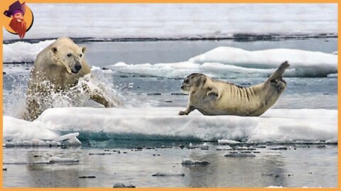 Top 11 Polar Bear Feeding Times