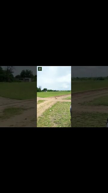 Leopard 🐆 vs deer 🦌#Shorts #ytshorts #UbertainmentFun #Dogs #Animals #Fun