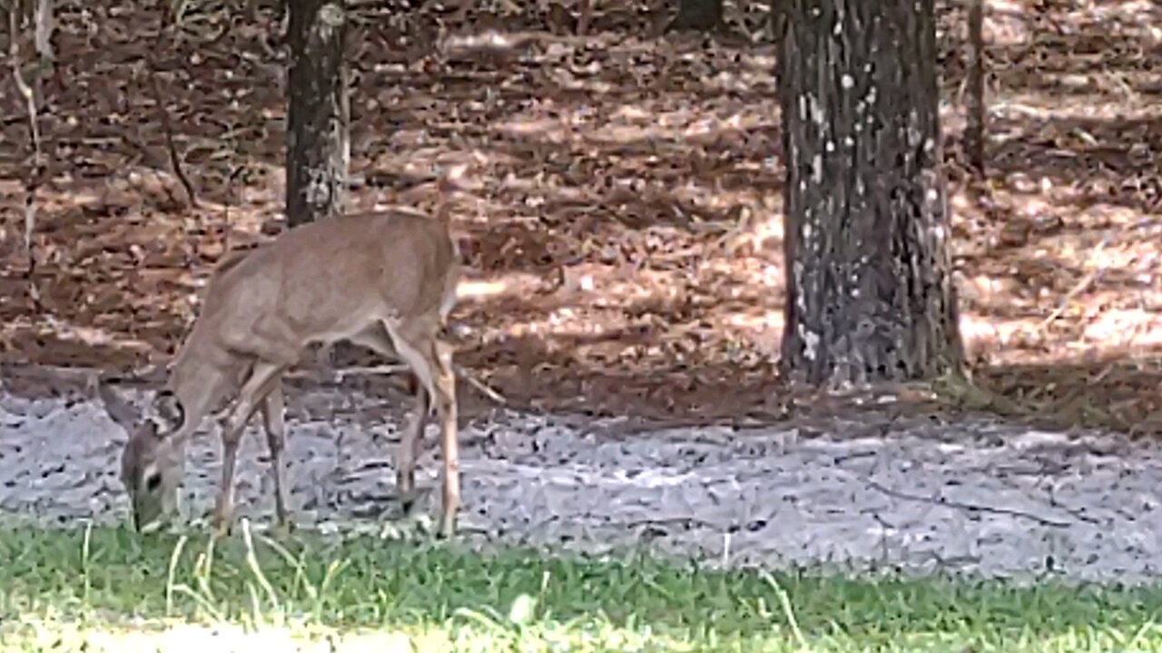 Hurricane heading straight for me and my Few Deer 9/24/24