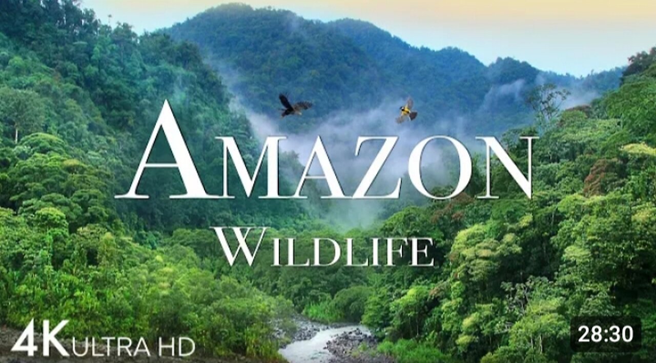 Amazon Wildlife In 4K - Animals That Call The