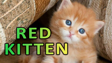 red kitten