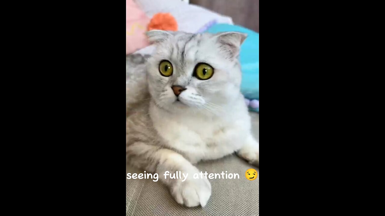 Cute Cats reaction in fear ,🤣🤣