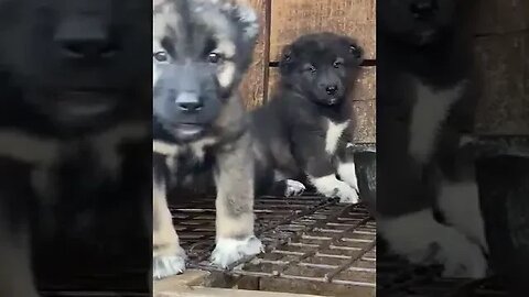 puppy barking||dog sound #shorts #doglover #puppy #puppybarking