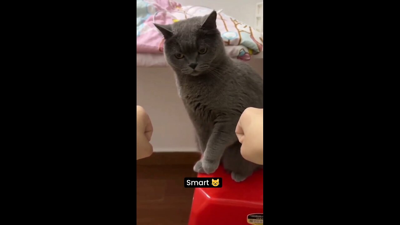 Smart Cat 😺😹